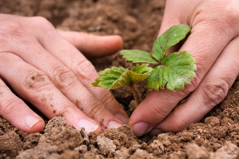 garden design Hedge trimming
