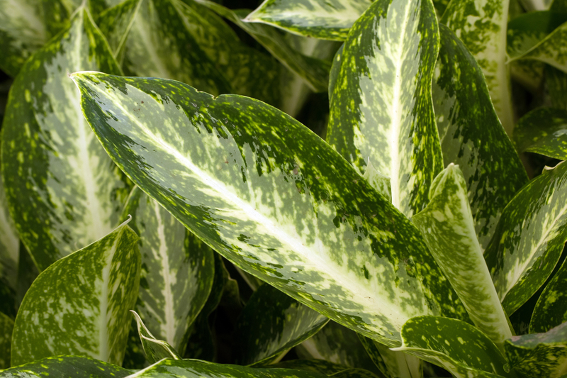 garden hedges