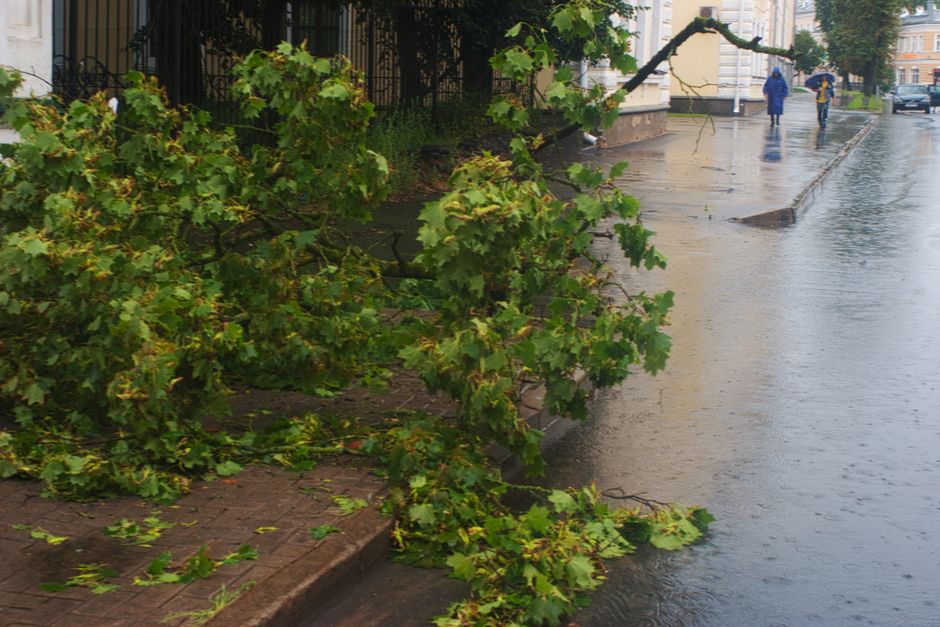 A fallen tree branch with green leaves lies across a paved sidewalk and partially onto a grassy garden bed, indicating storm damage. The wet pavement and soil reflect recent rain, with the surrounding