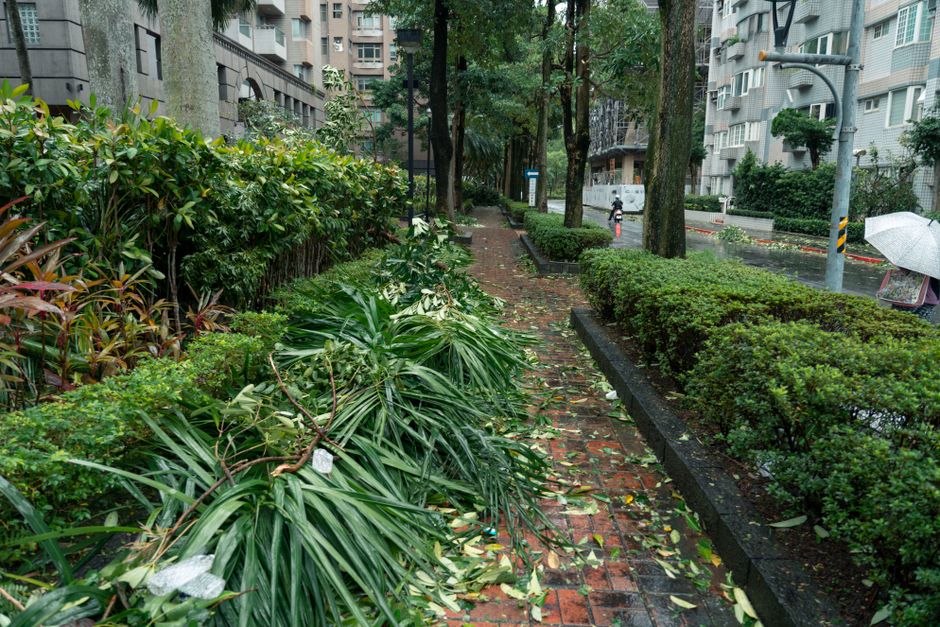 A fallen tree branch with green leaves lies across a paved sidewalk and partially onto a grassy garden bed, indicating storm damage. The wet pavement and soil reflect recent rain, with the surrounding